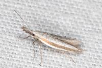 Pleurota ericella