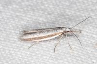 Pleurota ericella