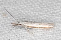 Pleurota ericella