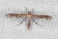 Stangeia siceliota
