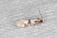 Infurcitinea atrifasciella