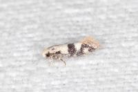 Infurcitinea atrifasciella
