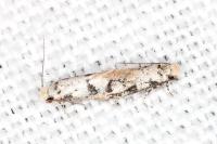 Infurcitinea atrifasciella