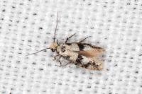 Infurcitinea atrifasciella