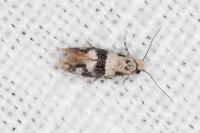 Infurcitinea atrifasciella