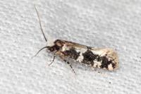 Neurothaumasia ankerella
