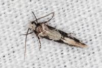Neurothaumasia ankerella