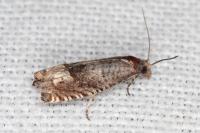 Ancylis tineana