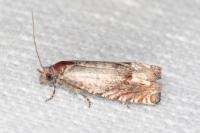 Ancylis tineana