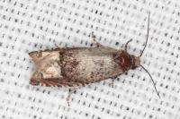 Ancylis tineana
