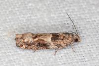 Crocidosema plebejana