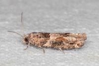 Crocidosema plebejana