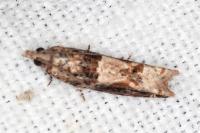Crocidosema plebejana