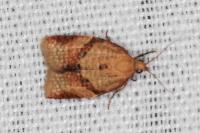 Clepsis consimilana