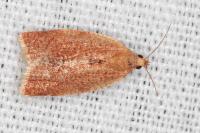 Clepsis consimilana