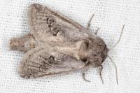 Parahypopta caestrum