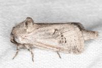 Parahypopta caestrum