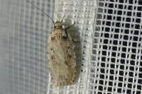 Agonopterix ocellana