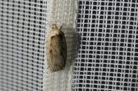 Agonopterix ocellana