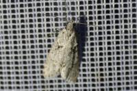 Diurnea fagella