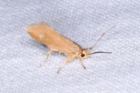 Crassa unitella
