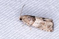 Gypsonoma aceriana