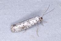 Yponomeuta irrorella