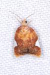Acleris holmiana