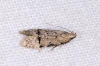 Teleiodes vulgella