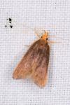 Eurodachtha pallicornella