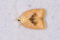 Acleris forsskaleana