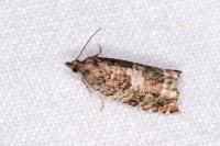 Ancylis achatana