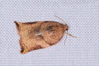 Archips podana