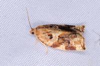Archips xylosteana