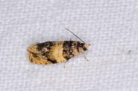 Celypha aurofasciana