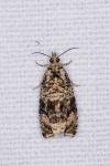 Celypha lacunana