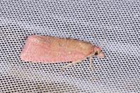 Celypha rosaceana
