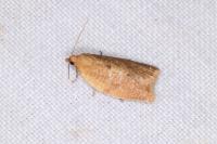 Clepsis consimilana
