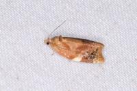 Ditula angustiorana