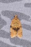 Epagoge grotiana