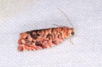 Gypsonoma minutana