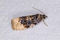 Hedya ochroleucana