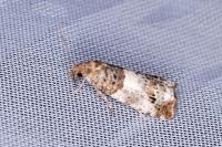 Notocelia trimaculana
