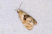 Phalonidia manniana/udana