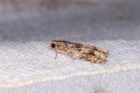 Rhopobota naevana
