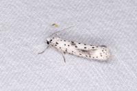 Yponomeuta irrorella