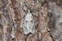 Diurnea fagella