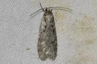 Semioscopis avellanella
