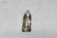 Acleris cristana