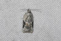 Acleris lacordairana